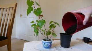 Repotting My Silver Birch