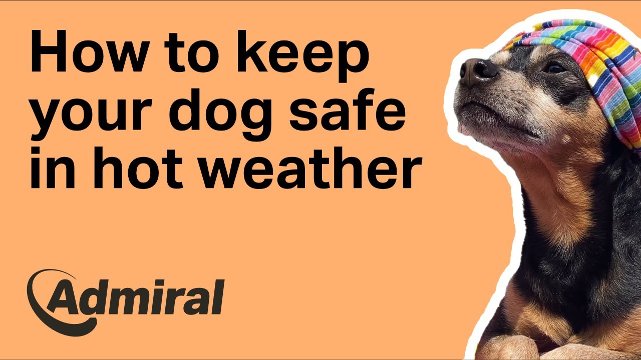 How to keep your dog safe in hot weather | AdmiralUK - YouTube