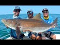 Sight Fishing GIANT Cobia on Bridges and Rays in Virginia