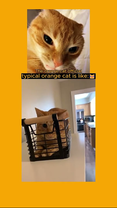 orange SUBs....🧡 #shorts #theorangecat #cat