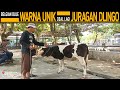 Pemakan full pelet  pedet belgian blue betina warna unik di angkut juragan dlingo 