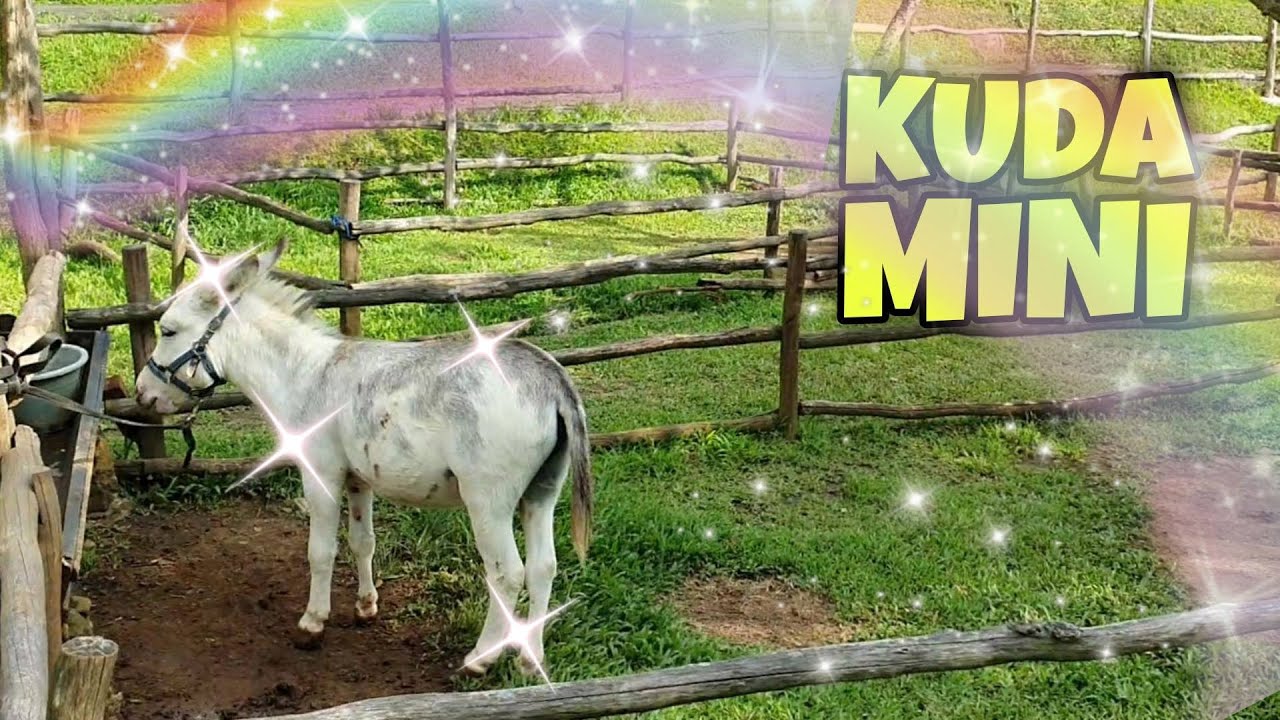 Kuda Mini Kuda Poni Wisata Kuda Horse Lagu Naik