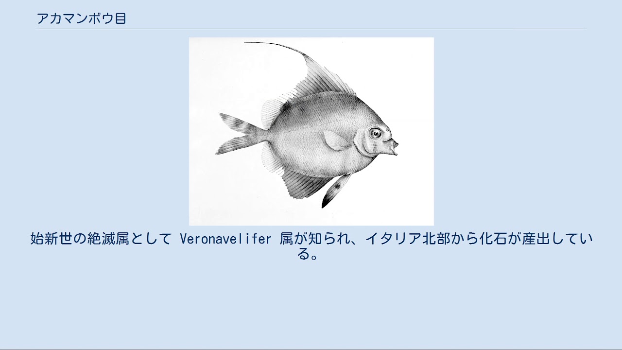 アカマンボウ目