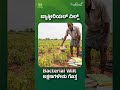 Bacterial Wilt ಲಕ್ಷಣಗಳೇನು ಗೊತ್ತ..? | Tomato Farming