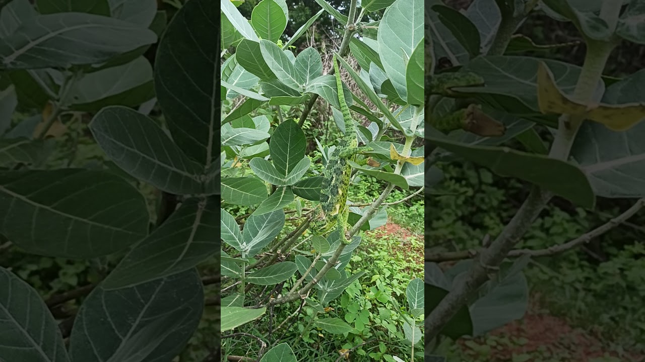 Indian Chameleon - At Dompara village, Banki