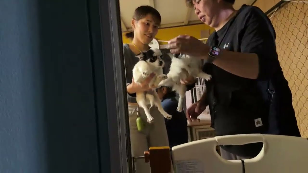 【リアル犬猫保護活動】にゃいるどはーと がライブ配信中!