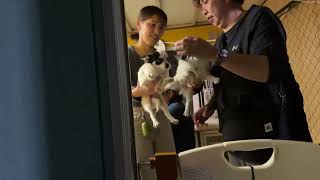 【リアル犬猫保護活動】にゃいるどはーと がライブ配信中！