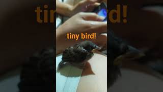 clingy little bird..