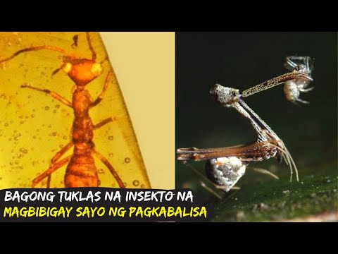 Video: Aling Mga Amphibian Ay Kabilang Sa Walang Pulutong Na Pulutong