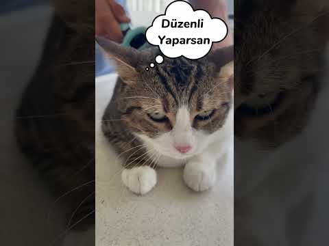 Taranan Kedi Ortalığı Birbirine Kattı Demek İsterdim Ama !