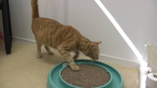 St. Johns County Pet Center Adoptions