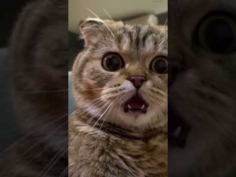 graceful cat ##funnyshorts #funny #cat