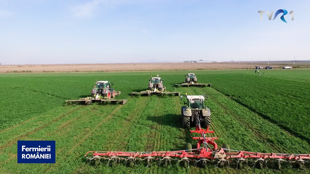 Cultura de lucernă din Insula Mare a Brăilei