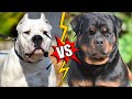 Dogo Argentino VS Rottweiler | Qual o melhor cão para guarda pessoal ?