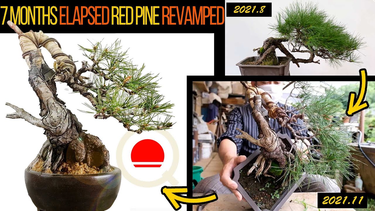 【赤松】7か月経過した超畳み込んだ赤松。植え替えで90度角度を変える【盆栽Q】
