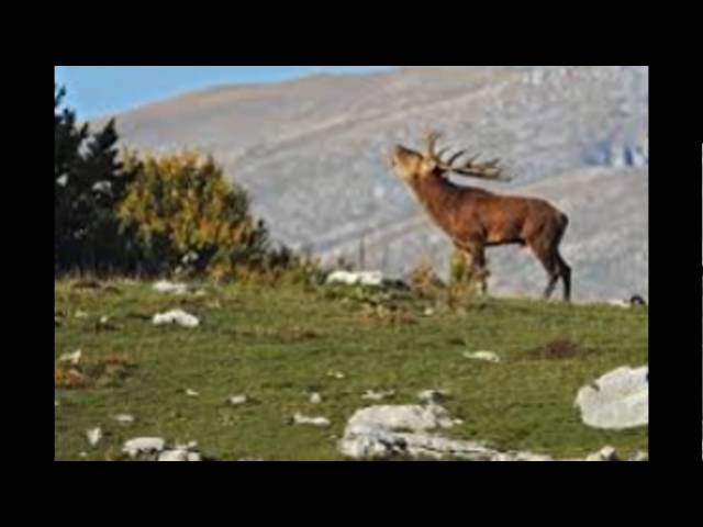 Cervos e Corsas - Biodiversidade 