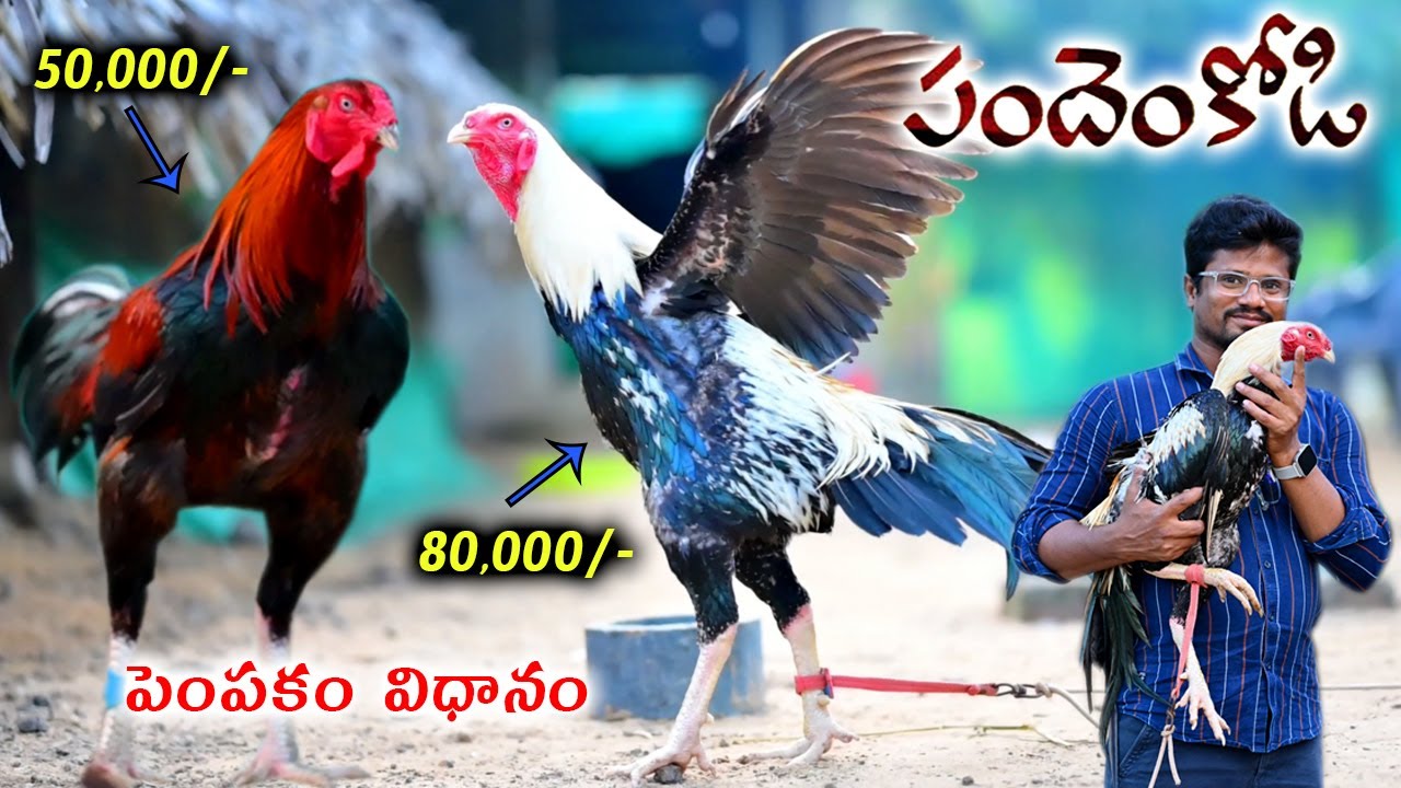 పందెం పుంజులు | Jathi Kollu | Pandem Punjulu Farming At West Godavari