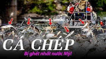 #1039 Cá Chép Là Loài Cá BỊ GHÉT NHẤT NƯỚC MỸ! Vì Sao?
