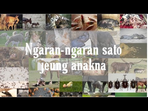 Ngaran-ngaran sato jeung anakna