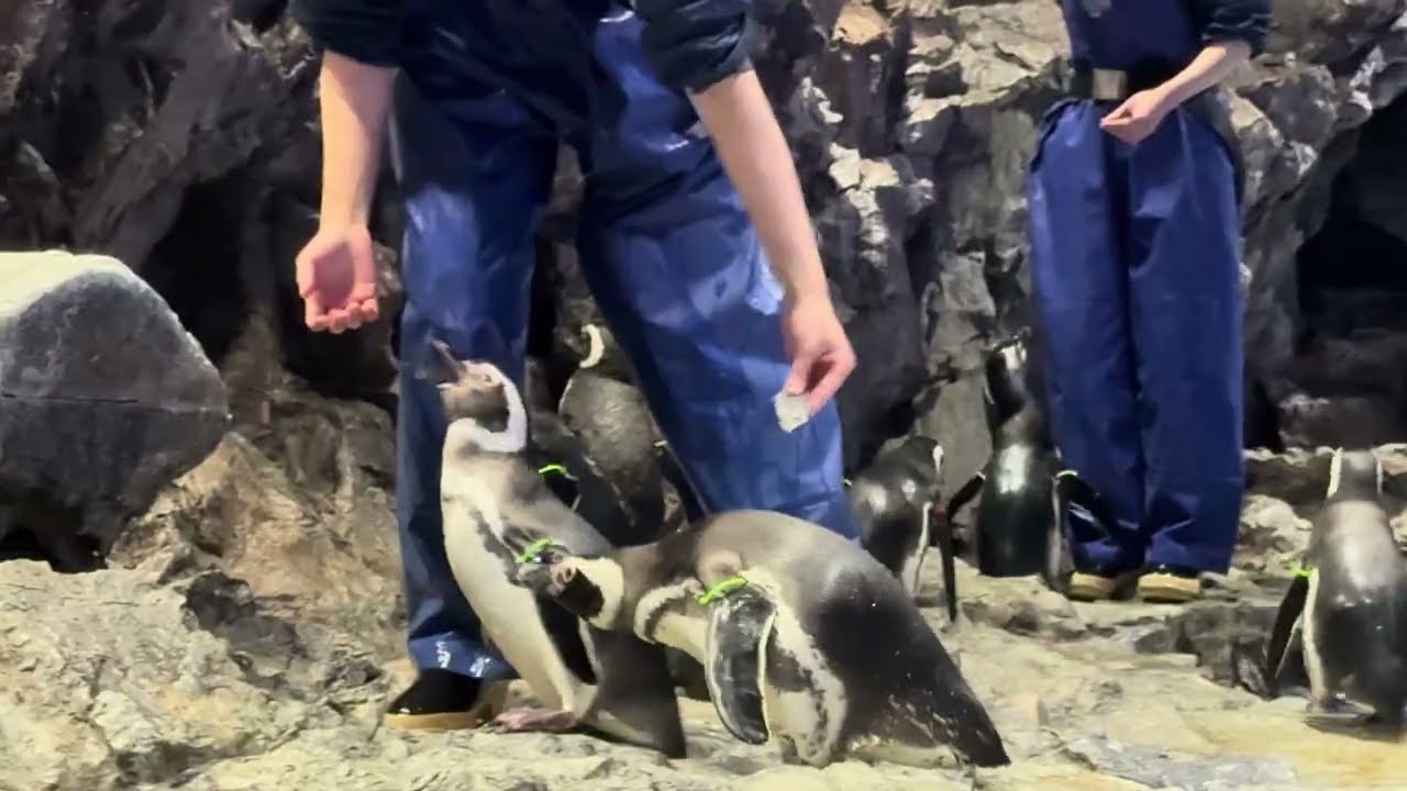 ごはんだよー～全然来ないペンギンたち