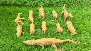 Discovering the Hidden Life of Safari Animals and Keystone Species