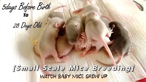 Small Scale Mice Breeding｜Baby Mice Growing Up | 5 Days Before Birth - 28 Days Old