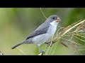 O Canto da Patativa Chorona (Chorão) Gravado na Natureza - Brazilian Birds Singing