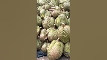 Wow Amazing, very big durian fruit #fruit #durian #garden #harvest