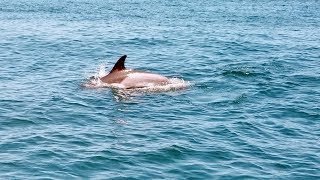 Amazing Rescue of a Dolphin caught on Camera