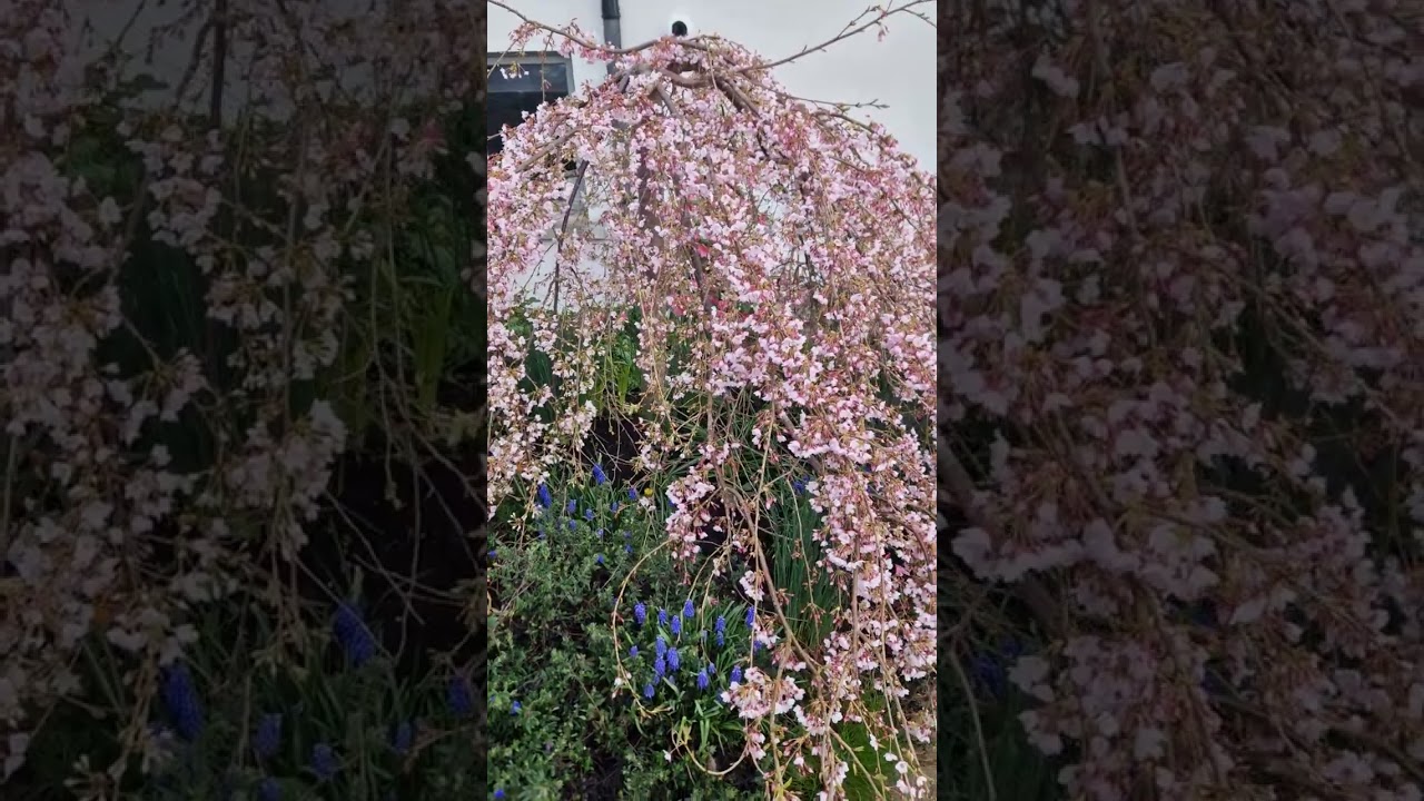Gloriously weeping cherry tree, Prunus Pendula Rosa, March 2023