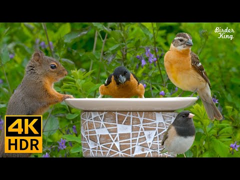 Video: Fåglar - Myter Eller Verklighet? - Alternativ Vy