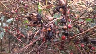 Jute cultivation & jute farming, beggars burrow