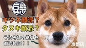 たぬき顔の白柴 しろちゃん 掛川市 ブリーダー ペットショップ Youtube