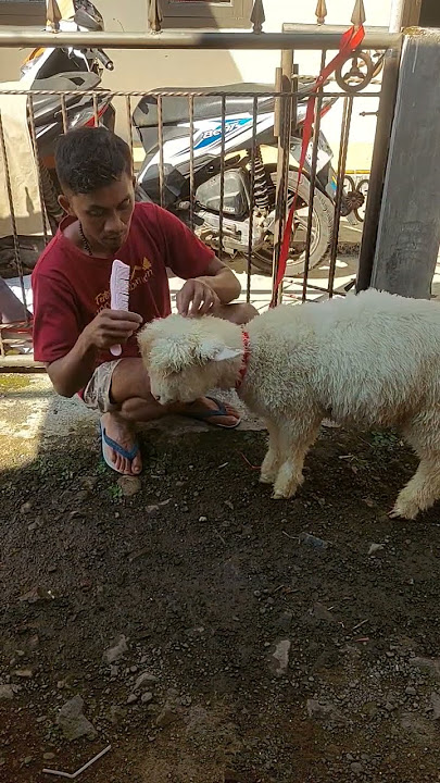 biar tambah ganteng #dombalucu #dombamerino #dombagemoy #kambinglucu #dombaboneka