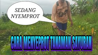 Cara menyemprot tanaman sayuran