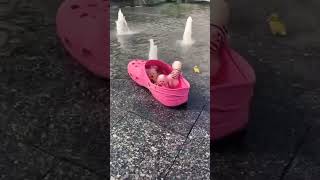Cute Puppies In A Shoe