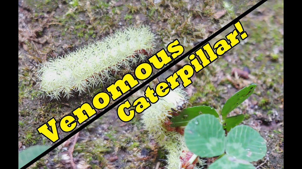 Venomous Caterpillar, Ontario (4K UHD) - lo moth (Automeris io)