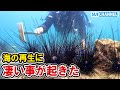 【ご報告】ウニ駆除と海藻栽培を続けた結果、恐らく日本初の凄い成果を達成しました!!