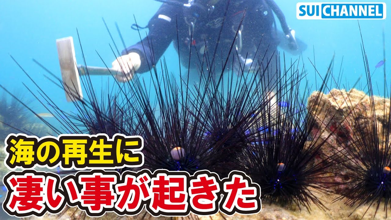 【ご報告】ウニ駆除と海藻栽培を続けた結果、恐らく日本初の凄い成果を達成しました！！