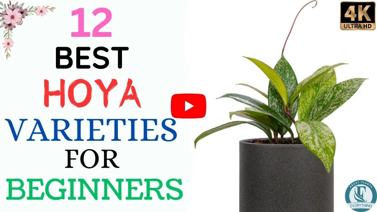12 New Hoya Species | Hoya Varieties With Names And Its Identification | Everything About Plants.