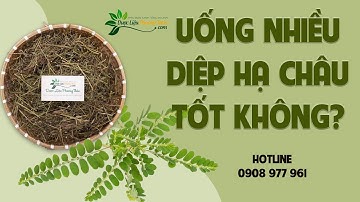 Uống diệp hạ châu nhiều có tốt cho sức khỏe không? | Dược Liệu Phương Thảo