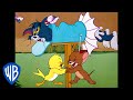 Tom & Jerry em Português | Brasil |  P-p-p-pássaros! | WB Kids