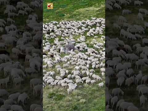 Sheep Sounds 🐏🐏🐏(The Peaceful Chorus of a Mountain Flock)