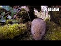 Live Winterwatch: Day 6 🍄 2021 🐿  BBC