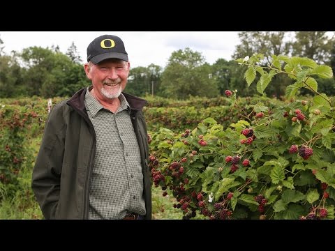 Video: Những loại cây nào ở Eugene Oregon?