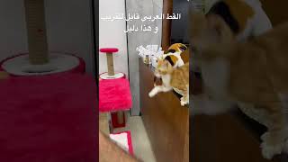 القط العربي اللطيف