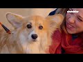 This Lawyer Became a Pet Talent Agent - The Business of Going Viral