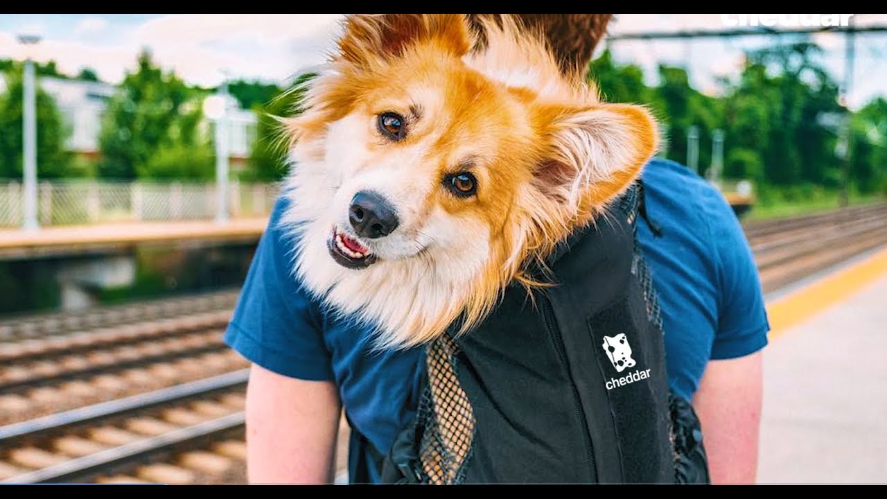 This Lawyer Became a Pet Talent Agent The Business of Going Viral YouTube