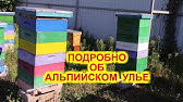 Улей Удав. - YouTube