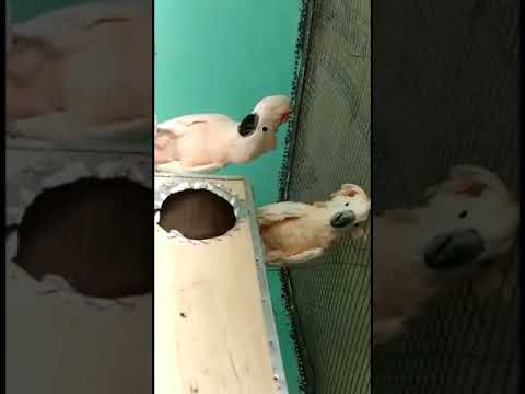 Moluccan Cockatoo #cockatoo